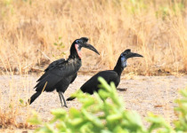 18-Day Gambia and Senegal South-East Birding Tour with Lamin Camara