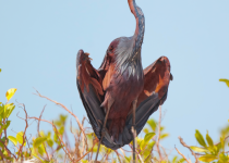 18-Day Gambia and Senegal South-East Birding Tour with Lamin Camara