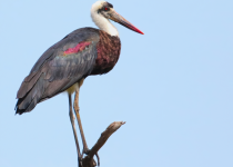 18-Day Gambia and Senegal South-East Birding Tour with Lamin Camara