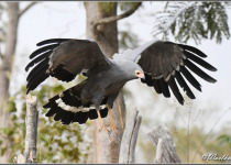 18-Day Gambia and Senegal South-East Birding Tour with Lamin Camara