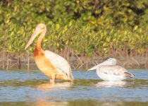 18-Day Gambia and Senegal West-Central Birding Tour with Lamin Camara