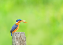 Full-Day Coastal Gambia Birding Daytrip with Lamin Camara