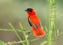 Full-Day Coastal Gambia Birding Daytrip with Lamin Camara