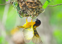 Full-Day Coastal Gambia Birding Daytrip with Lamin Camara