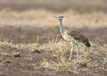 16-Day Ethiopia Bird Watching Tour with Armaye Ethiopia Tours