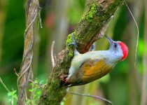 7-Day Rift Valley and Bale Mountains Birding Tour with Armaye Ethiopia Tours