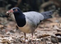 Changkran Roy Birding Tour: 2 days, 1 night