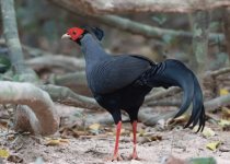 Changkran Roy Birding Tour: 2 days, 1 night