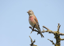 Ultimate Croatia Birding Experience