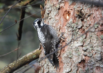 Ultimate Croatia Birding Experience
