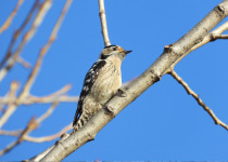 Ultimate Croatia Birding Experience