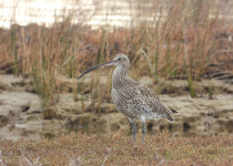 Ultimate Croatia Birding Experience