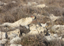 Ultimate Croatia Birding Experience