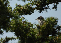 Ultimate Croatia Birding Experience