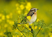 Spring Birding in Dalmatia