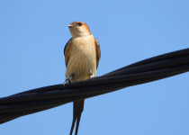 Spring Birding in Dalmatia