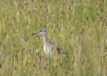 Spring Birding in Dalmatia