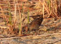 Spring Birding in Dalmatia
