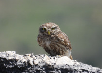 Spring Birding in Dalmatia