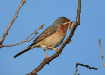 Spring Birding in Dalmatia