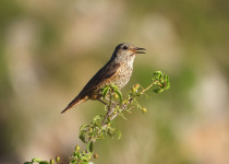 Spring Birding in Dalmatia