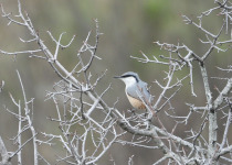 Spring Birding in Dalmatia