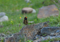 Spring Birding in Georgia