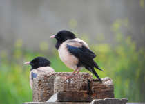 Spring Birding in Georgia