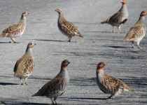 Custom Birding Trips in Croatia