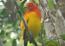 8-Day Kiunga and Tabubil Birds of Paradise Birding & Photography Tour