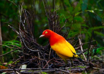 8-Day Kiunga and Tabubil Birds of Paradise Birding & Photography Tour