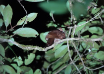 8-Day Kiunga and Tabubil Birds of Paradise Birding & Photography Tour
