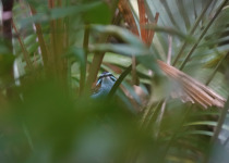 8-Day Kiunga and Tabubil Birds of Paradise Birding & Photography Tour