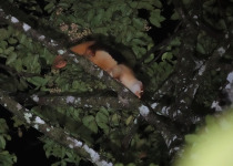 8-Day Kiunga and Tabubil Birds of Paradise Birding & Photography Tour