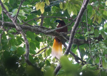 8-Day Kiunga and Tabubil Birds of Paradise Birding & Photography Tour