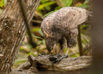 Private Manglares Churute Birding and Photography with Daniel Lopez