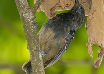 Private Manglares Churute Birding and Photography with Daniel Lopez