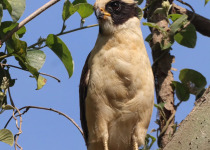 Private Cerro Blanco Birding and Photography with Daniel Lopez