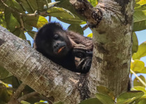 Private Cerro Blanco Birding and Photography with Daniel Lopez