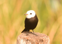 Arroyos y Esteros Birding Day Tour with Wildlife Paraguay