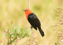Arroyos y Esteros Birding Day Tour with Wildlife Paraguay