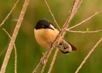 Arroyos y Esteros Birding Day Tour with Wildlife Paraguay