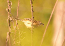 Arroyos y Esteros Birding Day Tour with Wildlife Paraguay