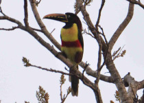 Arroyos y Esteros Birding Day Tour with Wildlife Paraguay
