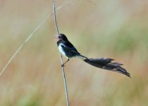 Humid Chaco Birding Day Tour with Wildlife Paraguay