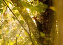 Humid Chaco Birding Day Tour with Wildlife Paraguay