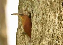 Humid Chaco Birding Day Tour with Wildlife Paraguay