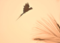 Jardin Botanico Half-Day Birding with Wildlife Paraguay