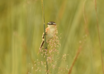 San Rafael Three-Day Birding Tour with Wildlife Paraguay