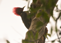 San Rafael Three-Day Birding Tour with Wildlife Paraguay
